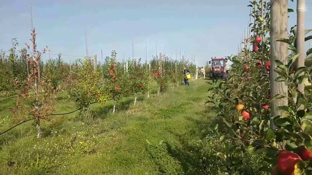 Яблочный рай