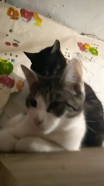 курильский бобтеил и майкун #майкун #курилскийбобтеил#кошки#кот#котенок