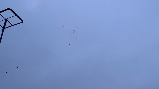 Николаевские голуби Драганова Виталия.