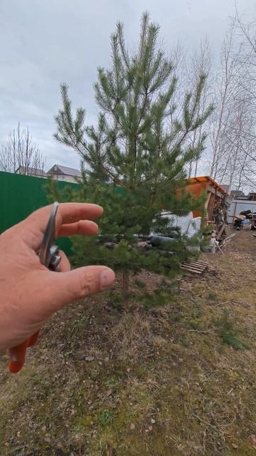 Семь правил обрезки сосны часть  1 создание изящной и необычной формы - это заготовка