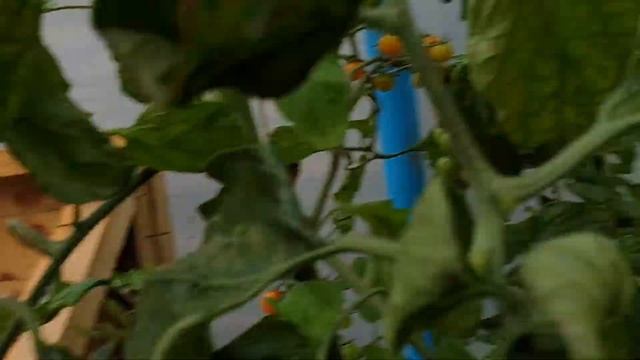 End Of September Update. Potato Blight And Thoughts On Tomatoes.