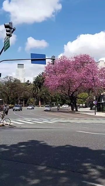 Buenos Aires'te Jakaranda zamanı💜  #shorts