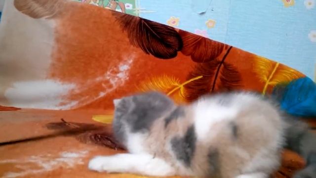 Exotic kitten dilute calico