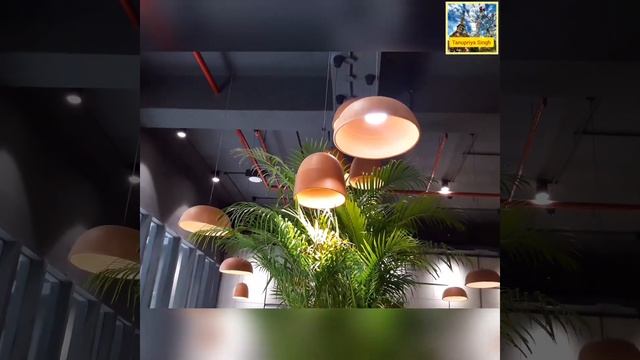 🌟🌱The Areca palm glowing under decorative lights!🌱🌟