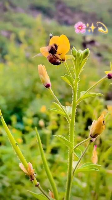 Flower whatsapp status || Green Nature || #nature #naturelook #shortsvideo
