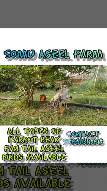 Morning View Of My Farm/Parrot Beak Temper Tail Aseel Farm/Birds Eating Grass & Insects/Natural Fee