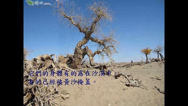 胡楊淚
