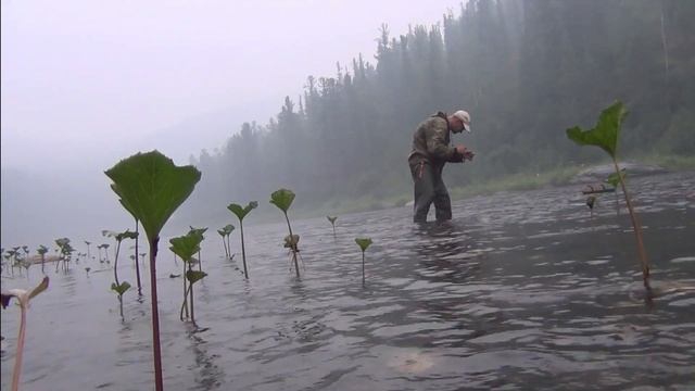 41 серия Посмотрите сколько Ручейников Лучшая наживка на Хариуса Ленка и Тайменя Тайга Лендаха Руче