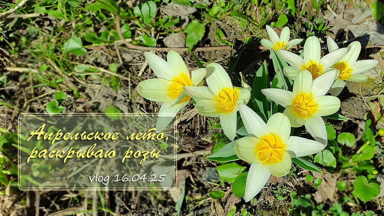 Снова на даче. Апрельское лето, раскрываю розы / Vlog Дача как есть 16.04.2025