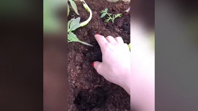 Чтобы томаты были сильными. Как я высаживаю томаты.