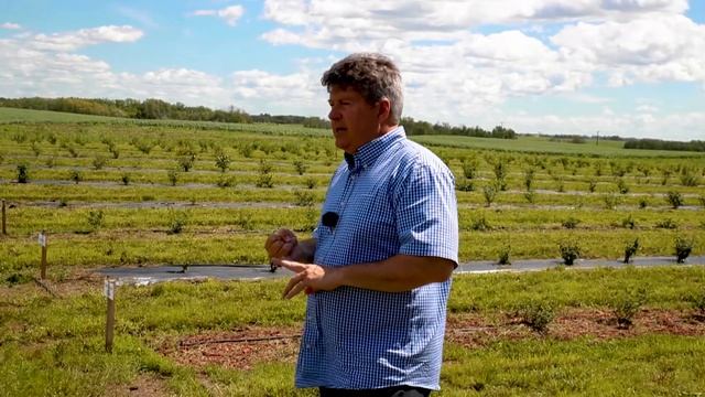 Best Management Practices for Production of Haskaps in Saskatchewan