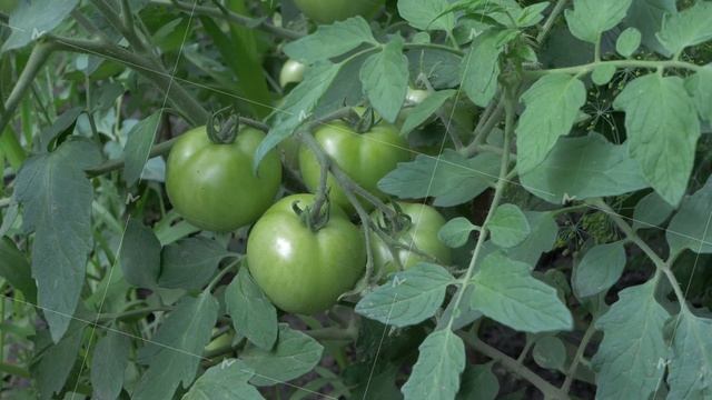 Tomatoes grown on bush in garden