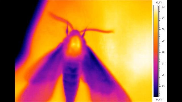 Elephant Pine Hawk Moth Warming Up, Infrared