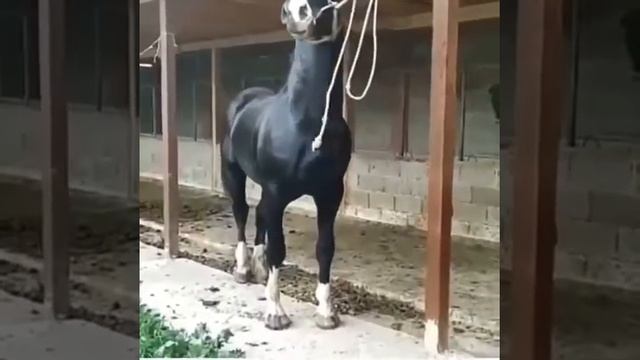 лошадь 🐎🏇 сласка