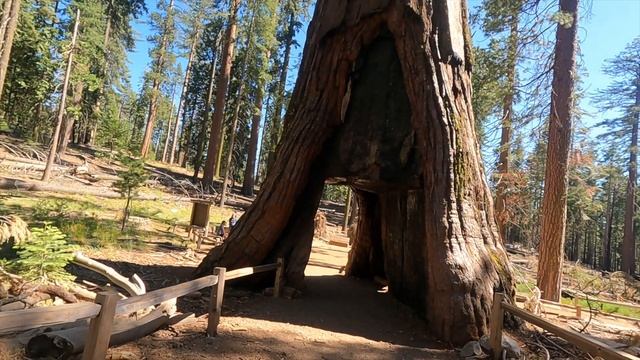 Grizzly Giant and California Tunnel Tree in Mariposa Grove|Indian vlogger in America|Travelstuck|4K