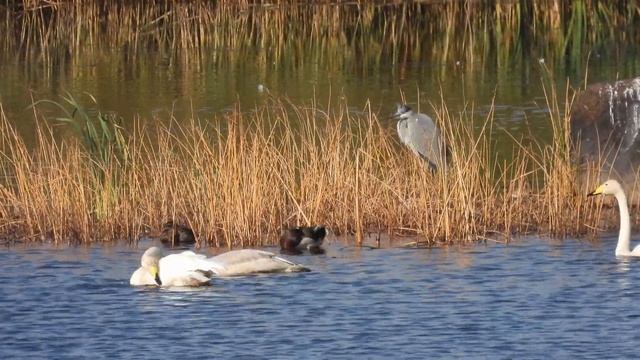 Whooper swan family