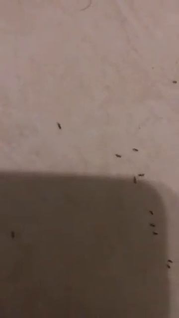 Домашние муравьи