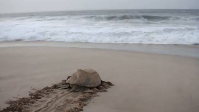 World's Biggest Turtle   Moving