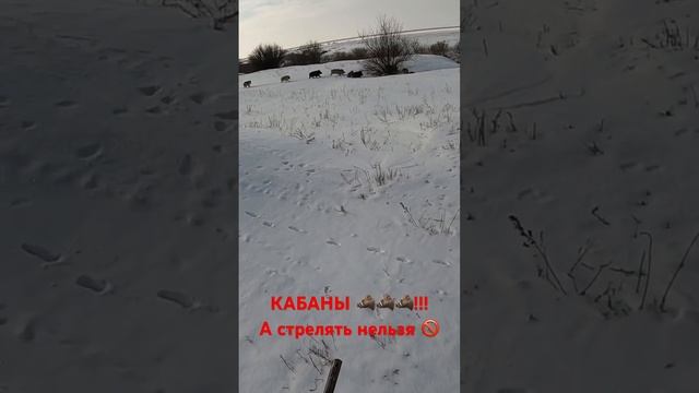Полувольные свиньи/кабаны. У них есть хозяин, но пасутся самостоятельно. #охота #охотанакабана