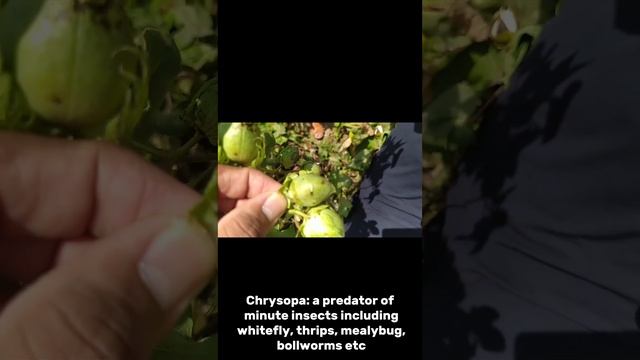 IPM Strategies for Cotton and their Positive Impact || Great Video by Dr. M. Ishtiaq #cotton #ipm