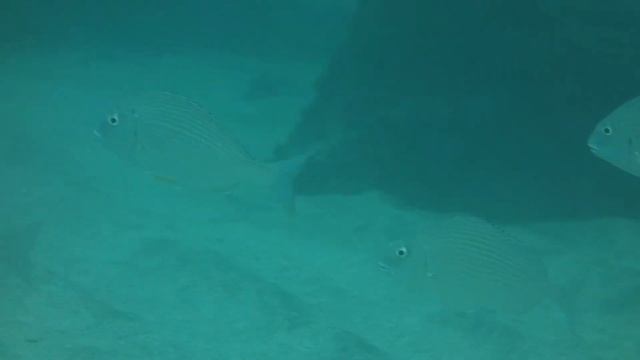 청돔(Rhabdosargus sarba)~Goldlined seabream