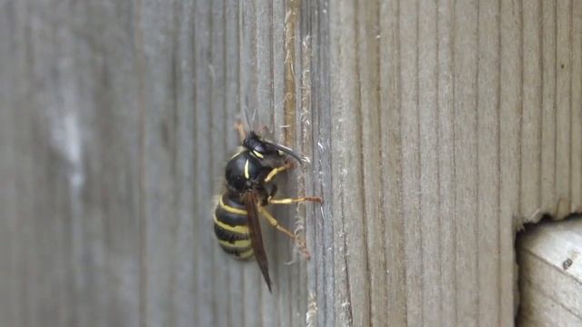 Common Wasp (Vespula vulgaris) gathering wood fibres from a gate post. North Lancashire