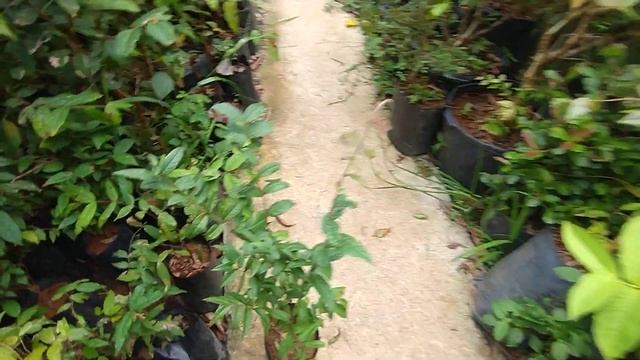 frutíferas produzindo em vaso cabeludinha pêssego dovialis doce araçá amarelo roxo pera 21 98929746