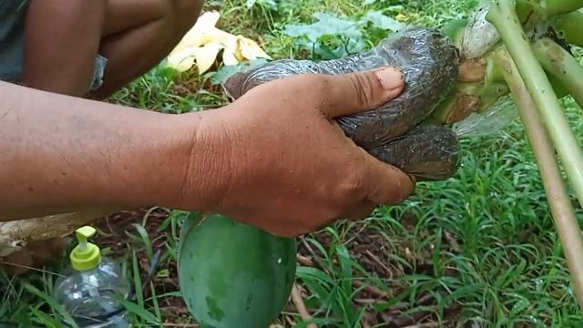 PAANO MAG-MARCOT NG PAPAYA "PROSESO" | D' Green Thumb