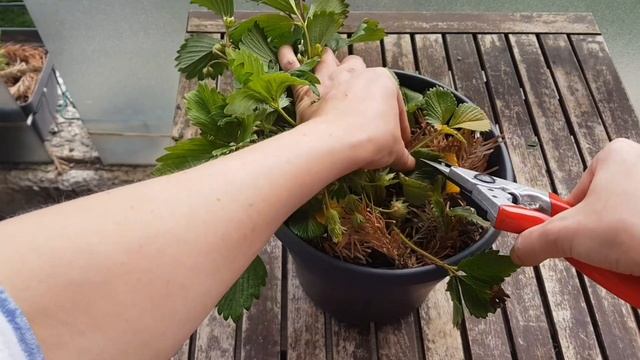 Four key things to do in SPRING for your STRAWBERRIES IN CONTAINERS to ensure an abundant harvest