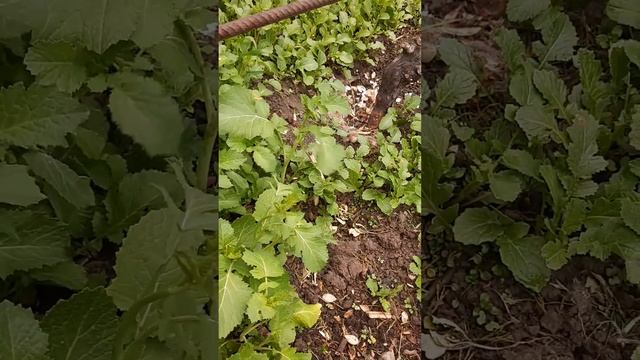 СИДЕРАТЫ нужны всем и земле и людям