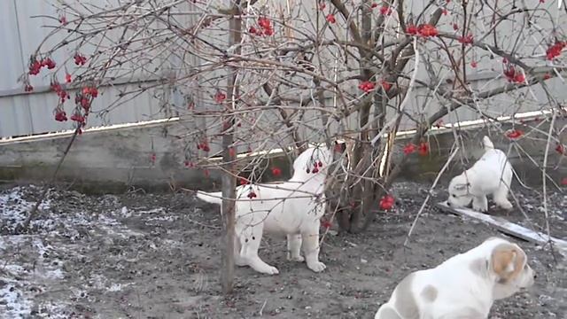 "Калиновый рай", Еркежан и Ерос Та-Худжа в главных ролях