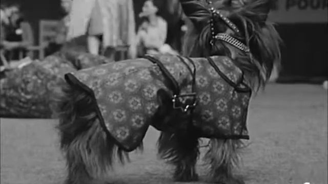 1975 Показ модной одежды для собак (Франция)