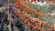 Облепиха sea-buckthorn