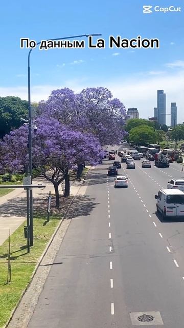 Буэнос Айрес! Сезон цветения жакаранд. #buenosaires #jacaranda #travel #shorts