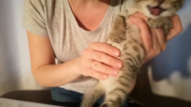 Котик Пятно