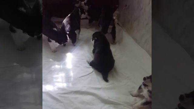 Щенки хаски, играют под лучами.