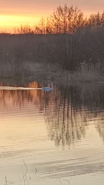 Утро на водоеме