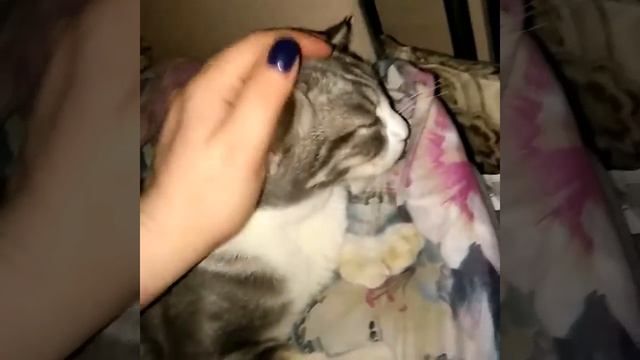 Кот с 6 пальцами и мурлыкает как чужой