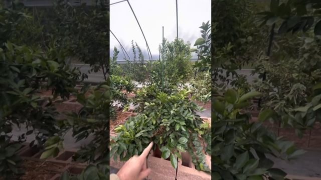 What it looks like to grow citrus in a high tunnel 2 years later after planting.