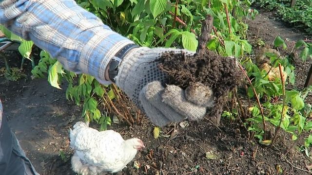 Harvested Pumpkins And Squashes   Prepared Raspberry Beds
