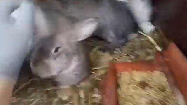наша маленька фермочка кроликів,ми починаємо, продовження буде.....