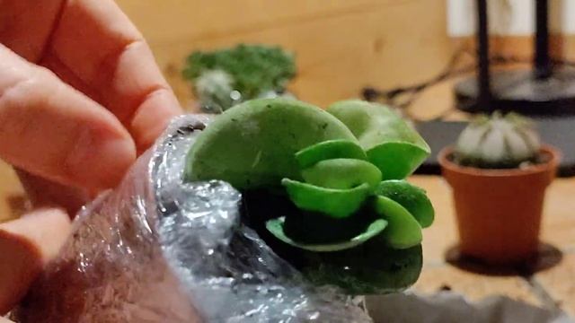 remove soil from Hoya Carnosa Compacta cuttings🫶🌱 Hopefully, I can have a lush plant later.
