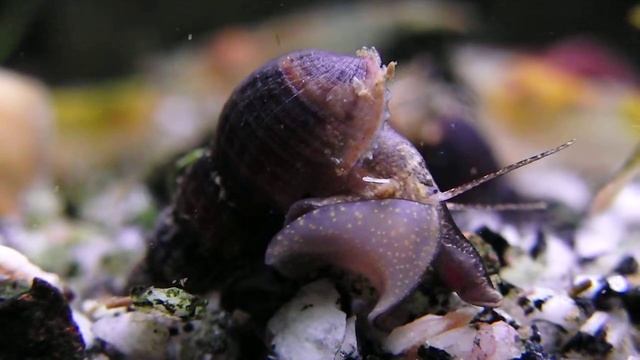 Turmdeckelschnecke Melanoides tuberculata 2.