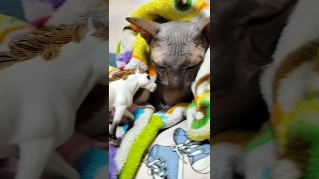 Новости и  знакомство с моей кошкой