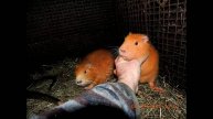 НУТРИЯ НА СКОЛЬКО ОНА ОПАСНА NUTRIA HOW DANGEROUS IS IT