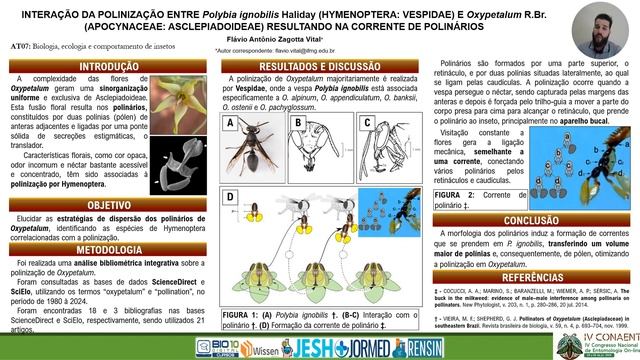 INTERAÇÃO DA POLINIZAÇÃO ENTRE Polybia ignobilis E Oxypetalum  RESULTANDO NA CORRENTE DE POLINÁRIOS