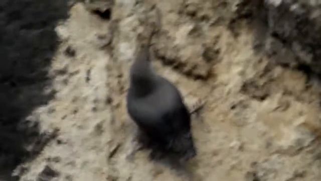Zedníček skalní (Tichodroma muraria),Mauerläufer,Murárik červenokrídly,Wallcreeper