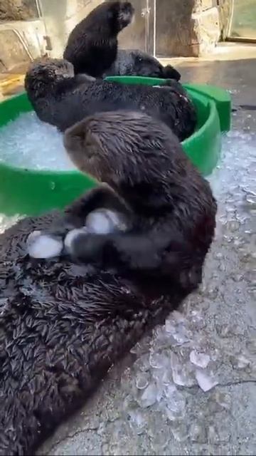 Happy otters! 🧊🥰