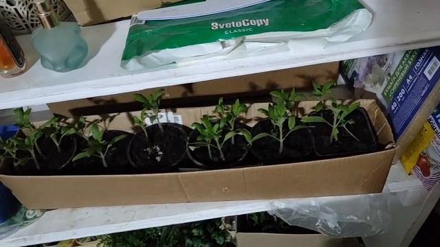 Аномальный апрель! Засыпало снегом