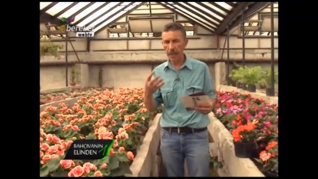 Hobi Bahçeciliği - İç Mekan Bitkileri (Rozet Çiçeği, Cam Güzeli) - 5. Bölüm